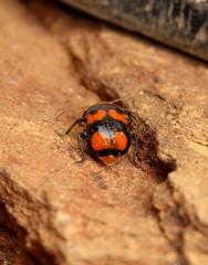 Sonchia sternalis