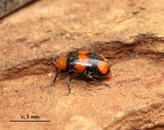 Sonchia sternalis