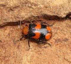 Sonchia sternalis