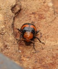 Sonchia sternalis