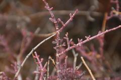 Tetraena chrysopteros