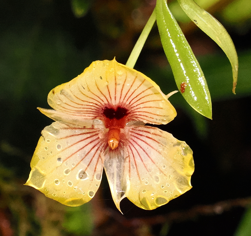 Telipogon lehmannii