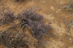 Tetraena chrysopteros