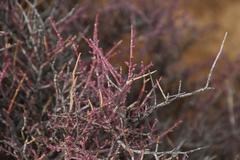 Tetraena chrysopteros