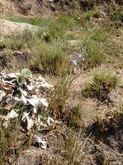 Heliophila rigidiuscula