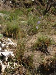 Heliophila rigidiuscula