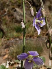 Heliophila rigidiuscula