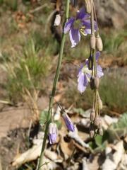 Heliophila rigidiuscula