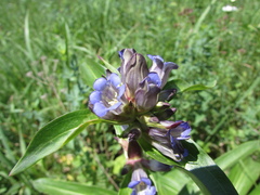 Gentiana macrophylla