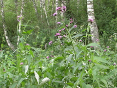 Cirsium helenioides