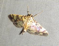 Pardomima distortana