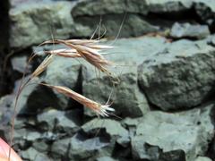 Bromus pectinatus