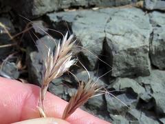 Bromus pectinatus