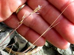 Bromus pectinatus