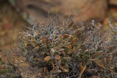 Tylecodon reticulatus