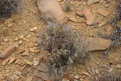 Tylecodon reticulatus