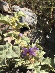 Solanum incanum