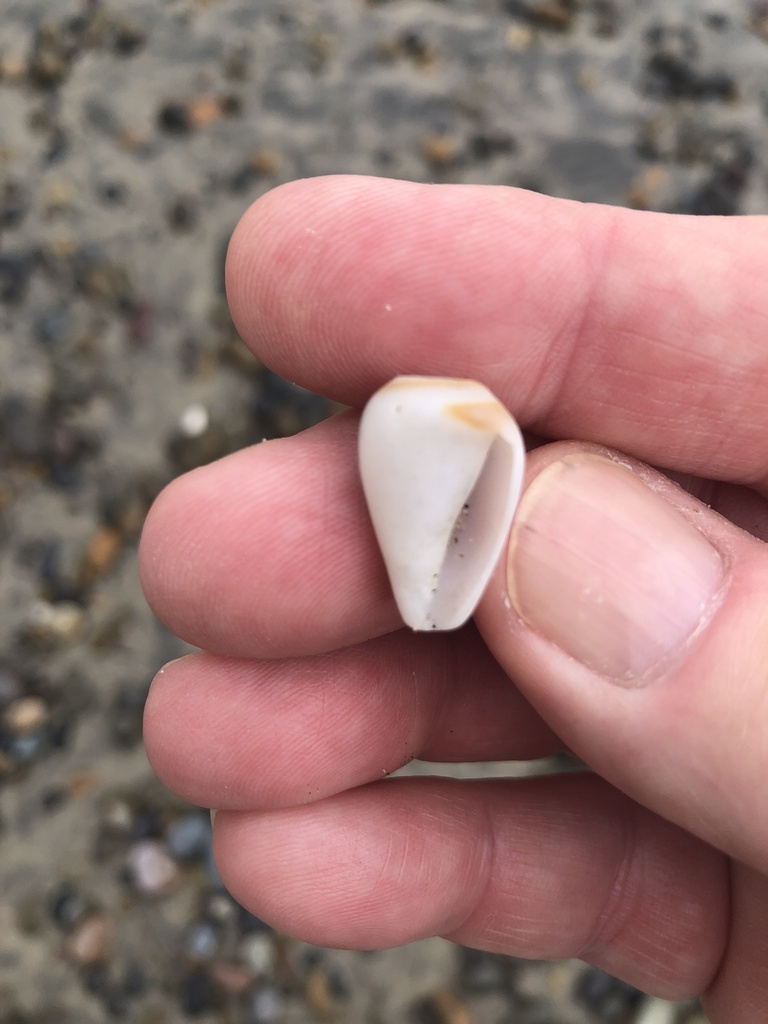 California Cone from Torrey Pines State Natural Reserve, San Diego, CA ...