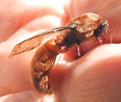 Dorylus helvolus