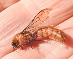 Dorylus helvolus