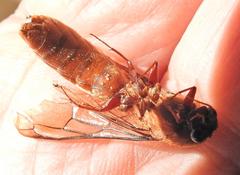 Dorylus helvolus