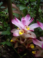 Curcuma