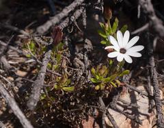 Dimorphotheca walliana