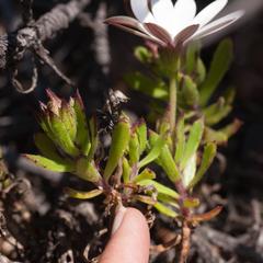 Dimorphotheca walliana