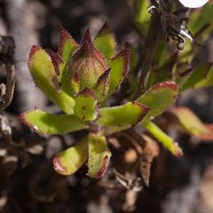 Dimorphotheca walliana