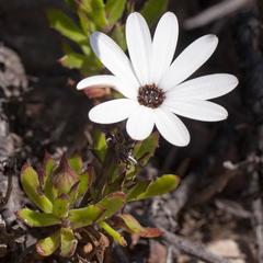 Dimorphotheca walliana