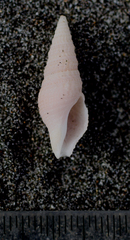Phenatoma roseum