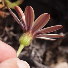 Dimorphotheca walliana