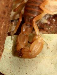 Parabuthus mossambicensis