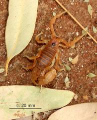 Parabuthus mossambicensis