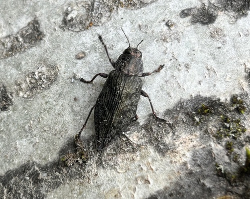 Iron Jewel Beetle