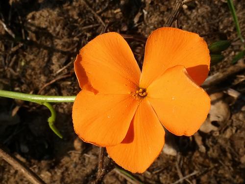 Image of Tricliceras Mossambicense (Tricliceras mossambicense) by (c) Ronald Flipphi, some rights reserved (CC BY-SA)