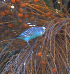 Melopsittacus undulatus domesticus