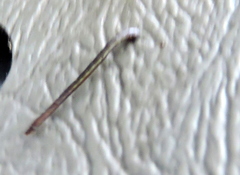 Haemadipsa zeylanica