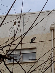 Garrulus glandarius