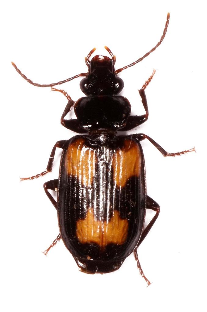 Arsinoe plausibilis