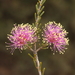 Melaleuca tuberculata tuberculata - Photo (c) geoffbyrne, some rights reserved (CC BY-NC)