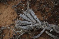 Anthacanthae