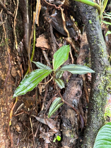 Tradescantia zebrina