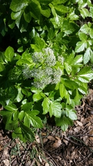 Lecokia cretica