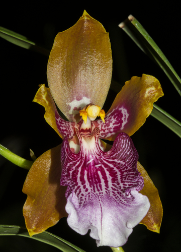 Wyattianum Oncidium
