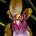 Oncidium wyattianum - Photo (c) Kilitz Photography, some rights reserved (CC BY)