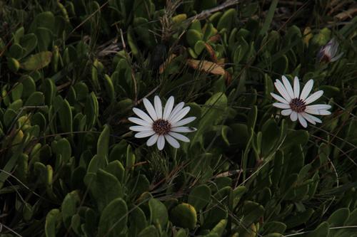 Dimorphotheca fruticosa