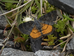 Paranotoreas brephosata