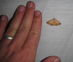 Plecopterodes moderata