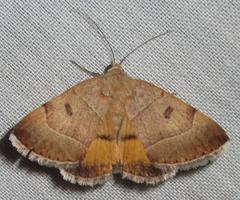 Plecopterodes moderata